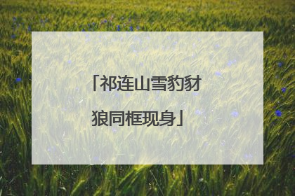 祁连山雪豹豺狼同框现身